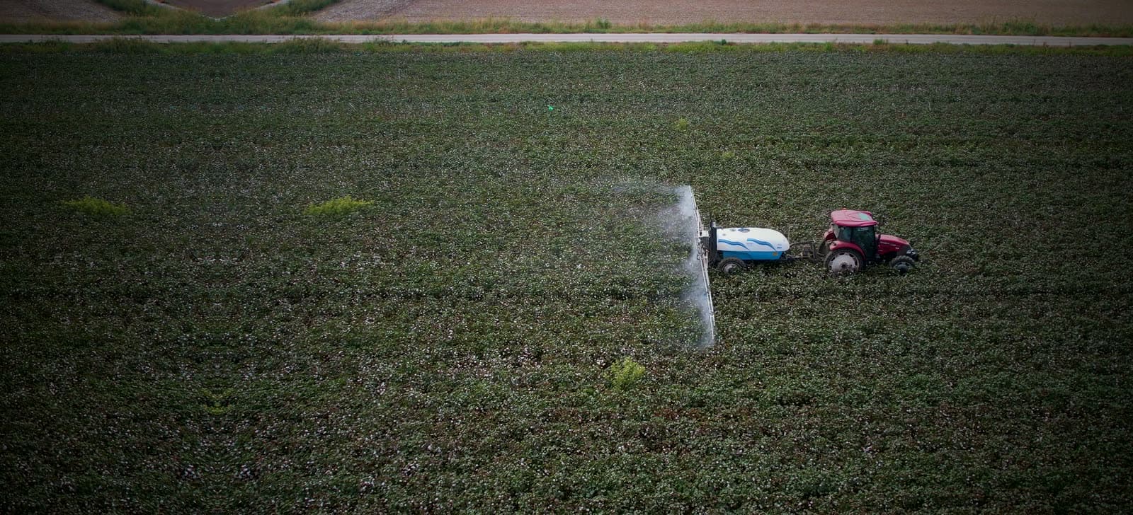 Un tractor rojo fumiga un campo de algodón, visto desde arriba