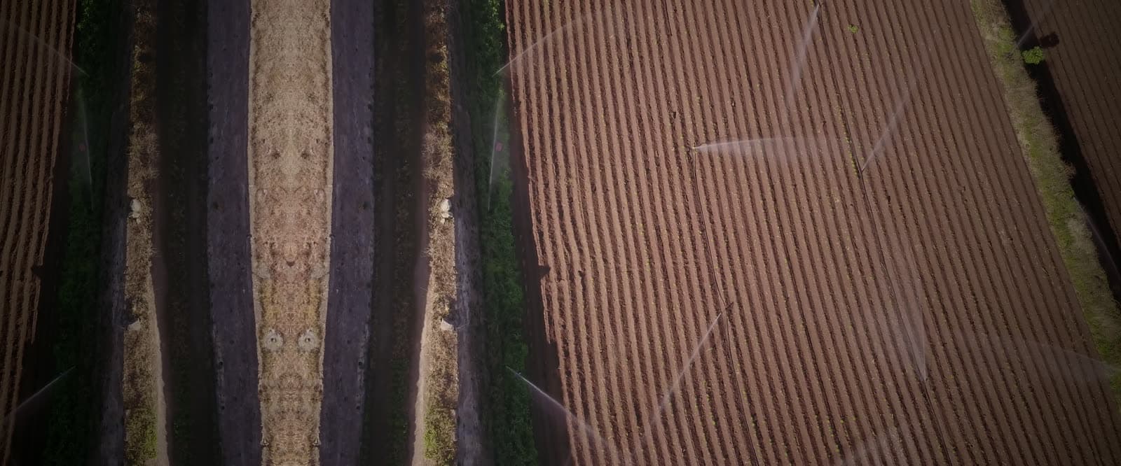 Sprinklers watering the furrowed rows of a farm field, seen from above