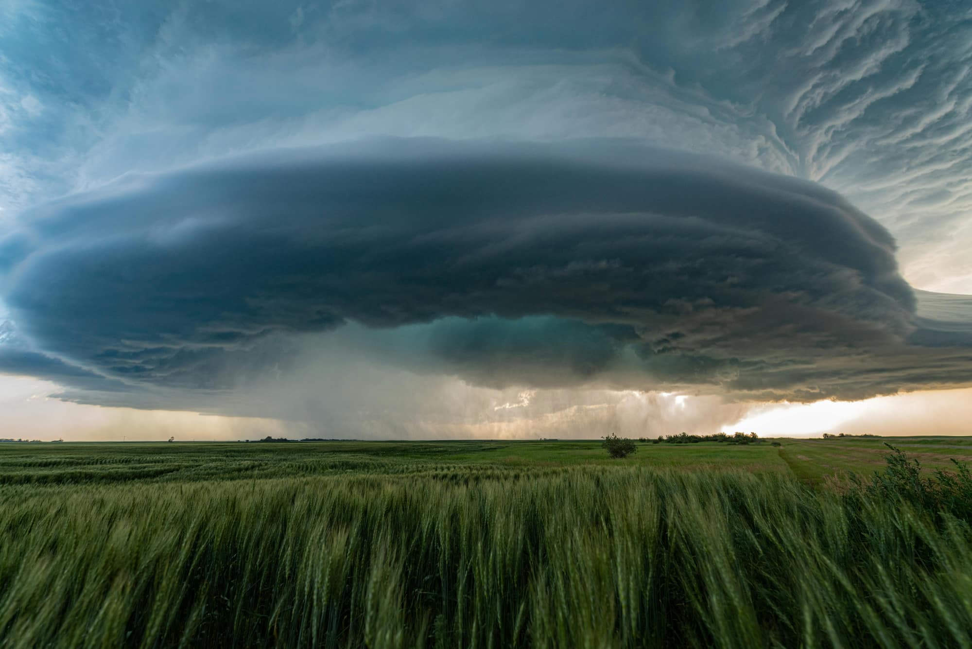 A supercell storm cloud over a green wheat field